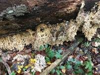 Ästiger Stachelbart, Foto 13
