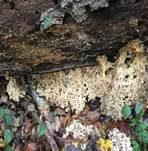 Ästiger Stachelbart, Foto 22