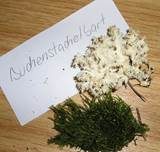 Ästiger Stachelbart, Foto 29