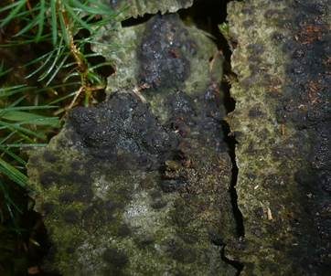 Erlenkernpilz, Foto 3