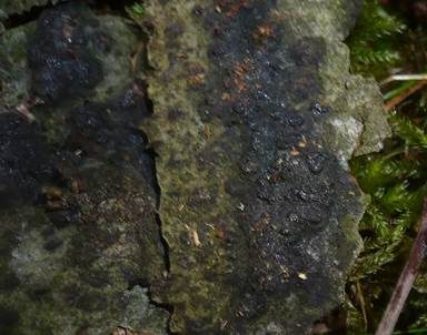Erlenkernpilz, Foto 4