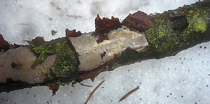 Erlenrindensprenger, Foto 3