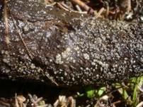 Erlenrinden-Weichbecherchen, Foto 7
