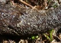 Erlenrinden-Weichbecherchen, Foto 8