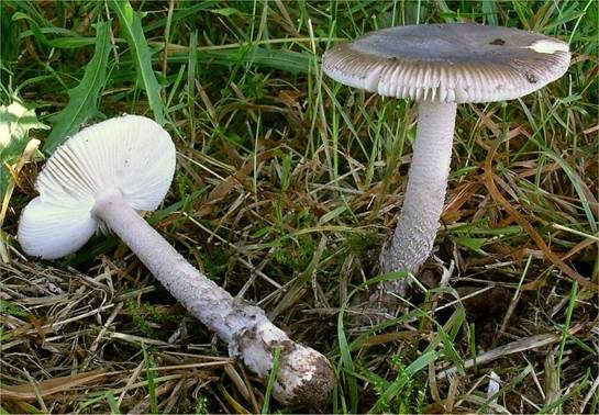 Erlenstreifling, Foto 2
