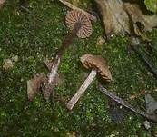 Erlenwasserkopf, Foto 7