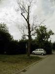 Eschen-Baumschwamm, Foto 7