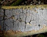 Eschen-Zystidenrindenpilz, Foto 5
