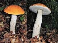 Espenrotkappe, Foto 18