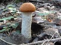 Espenrotkappe, Foto 6