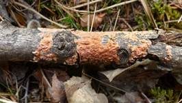 Espen-Zystidenrindenpilz, Foto 8