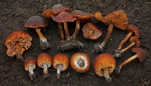 Eukalyptus-Mistpilz, Foto 2