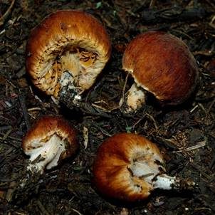 Eukalyptus-Mistpilz, Foto 3