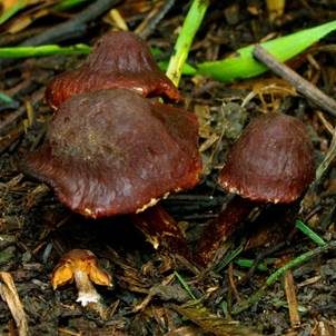 Eukalyptus-Mistpilz, Foto 5