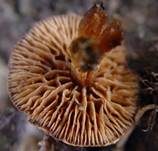 Eukalyptus-Mistpilz, Foto 6