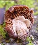 Eukalyptus-Mistpilz, Foto 8