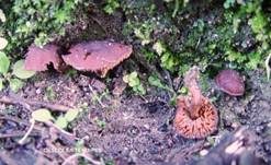 Eukalyptus-Mistpilz, Foto 9