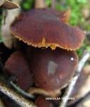 Eukalyptus-Mistpilz, Foto 11
