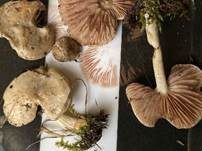 Exzentrischer Rötling, Foto 6