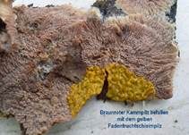 Fadenfruchtschleimpilz, Foto 12
