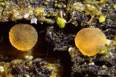 Fadensporiges Knopfbecherchen, Foto 3