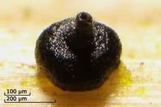 Fadensporiges Kugelpilzchen, Foto 6