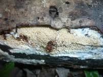 Fadenstachelpilz, Foto 17