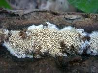 Fadenstachelpilz, Foto 10