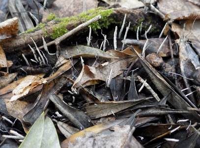 Fädige Holzkeule, Foto 2