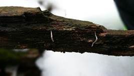 Fädige Holzkeule, Foto 12