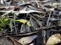 Fädige Holzkeule, Foto 6