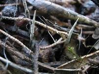 Fädige Holzkeule, Foto 8