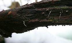 Fädige Holzkeule, Foto 11