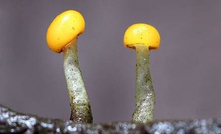 Abgestutztes Fadenscheibchen, Foto 2