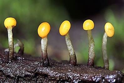 Abgestutztes Fadenscheibchen, Foto 3