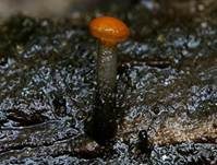Abgestutztes Fadenscheibchen, Foto 14