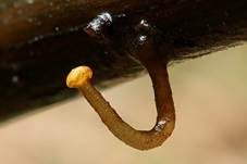 Abgestutztes Fadenscheibchen, Foto 15