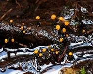 Abgestutztes Fadenscheibchen, Foto 17