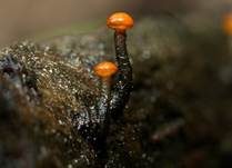 Abgestutztes Fadenscheibchen, Foto 19