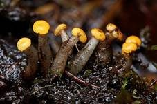 Abgestutztes Fadenscheibchen, Foto 21