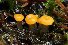 Abgestutztes Fadenscheibchen, Foto 23