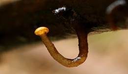 Abgestutztes Fadenscheibchen, Foto 24