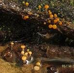 Abgestutztes Fadenscheibchen, Foto 26