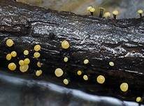 Abgestutztes Fadenscheibchen, Foto 29