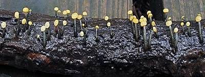 Abgestutztes Fadenscheibchen, Foto 30