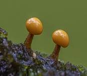 Abgestutztes Fadenscheibchen, Foto 35