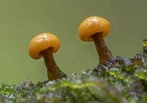 Abgestutztes Fadenscheibchen, Foto 36