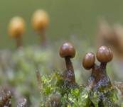 Abgestutztes Fadenscheibchen, Foto 37