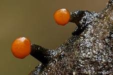 Abgestutztes Fadenscheibchen, Foto 7