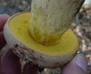 Fahler Röhrling, Foto 7